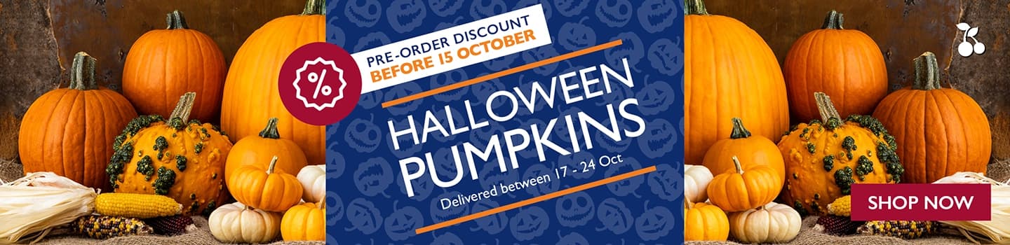 preorder-halloween-pumpkin